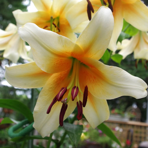Lilium American Flame